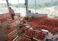 Waduh !!! 20 Ton Tomat Dibuang Oleh Petani Karena Harga Tomat Anjlok Hingga 80 Persen