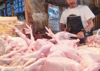 Harga Daging Ayam Kini Mulai Naik, Karena Pakan Naik
