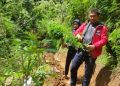 Polres Cianjur Kembali Tangkap Penanam Kebun Ganja di Campaka