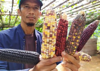 Jagung Pelangi Asal Cianjur Ternyata Banyak Peminatnya