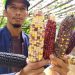 Jagung Pelangi Asal Cianjur Ternyata Banyak Peminatnya