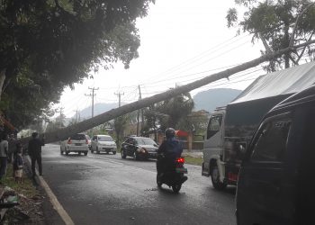 Macet Parah Jalur Cianjur Menuju Cipanas Akibat Pohon Tumbang Melintang Di Jalan