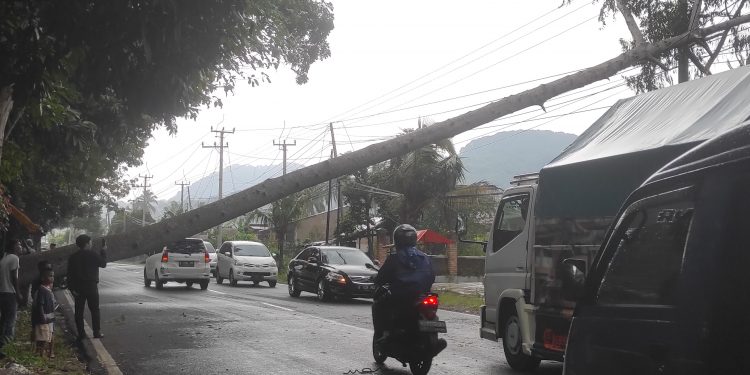 Macet Parah Jalur Cianjur Menuju Cipanas Akibat Pohon Tumbang Melintang Di Jalan