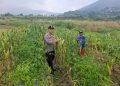 Polsek Pacet Panen Jagung Hibrida, Dukung Ketahanan Pangan Nasional Jelang HUT Bhayangkara ke-80