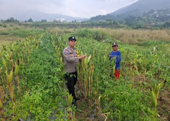 Polsek Pacet Panen Jagung Hibrida, Dukung Ketahanan Pangan Nasional Jelang HUT Bhayangkara ke-80