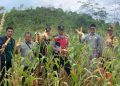Panen Raya Jagung Hibrida 6.000 Meter Persegi di Sukanagara, Dukung Ketahanan Pangan Daerah