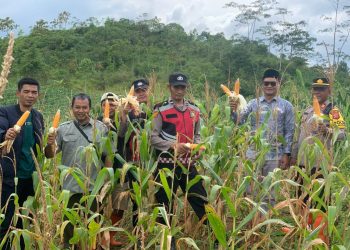 Panen Raya Jagung Hibrida 6.000 Meter Persegi di Sukanagara, Dukung Ketahanan Pangan Daerah
