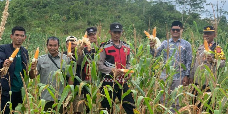 Panen Raya Jagung Hibrida 6.000 Meter Persegi di Sukanagara, Dukung Ketahanan Pangan Daerah