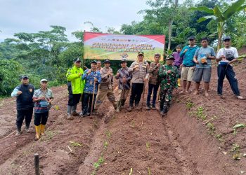 Polsek Bojongpicung Tanam Jagung Hibrida 2 Hektare di Haurwangi, Dukung Ketahanan Pangan Nasional