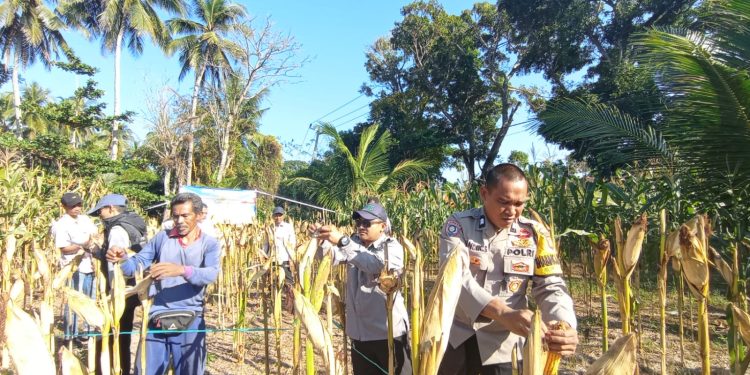 Polsek Sindangbarang Panen Jagung Hibrida 5 Ton di Lahan Non LBS Desa Jayagiri