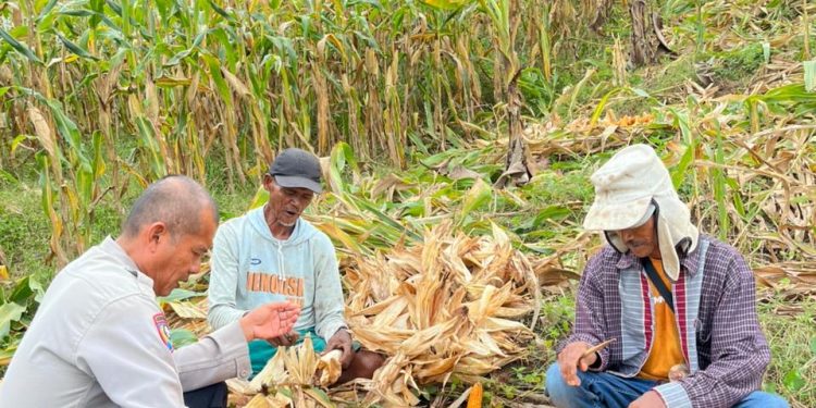 Polsek Agrabinta Panen Jagung Hibrida 5 Ton di Lahan Non-LBS Cianjur