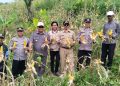 Polri Penggerak Ketahanan Pangan: Polsek Warungkondang Panen 6 Ton Jagung Hibrida di Gekbrong