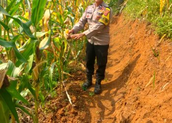 Polsek Cugenang Monitoring Pertumbuhan Jagung Hibrida, Dukung Ketahanan Pangan Nasional