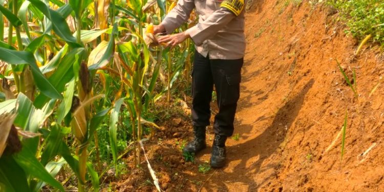 Polsek Cugenang Monitoring Pertumbuhan Jagung Hibrida, Dukung Ketahanan Pangan Nasional