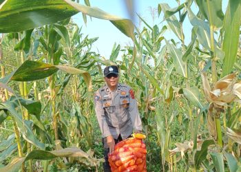 Polres Cianjur Panen 10 Ton Jagung Hibrida di Desa Jamali, Dukung Program Ketahanan Pangan