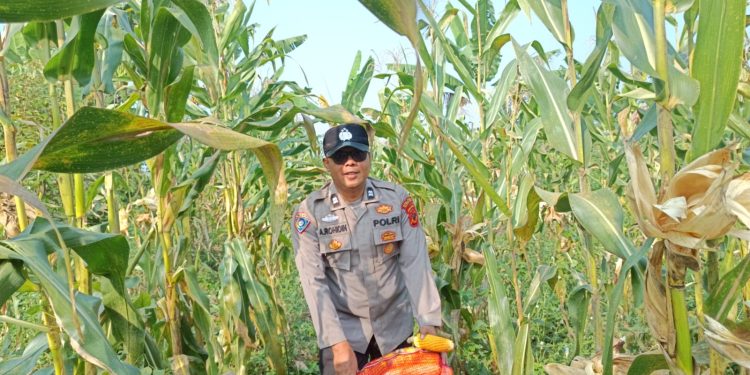 Polres Cianjur Panen 10 Ton Jagung Hibrida di Desa Jamali, Dukung Program Ketahanan Pangan